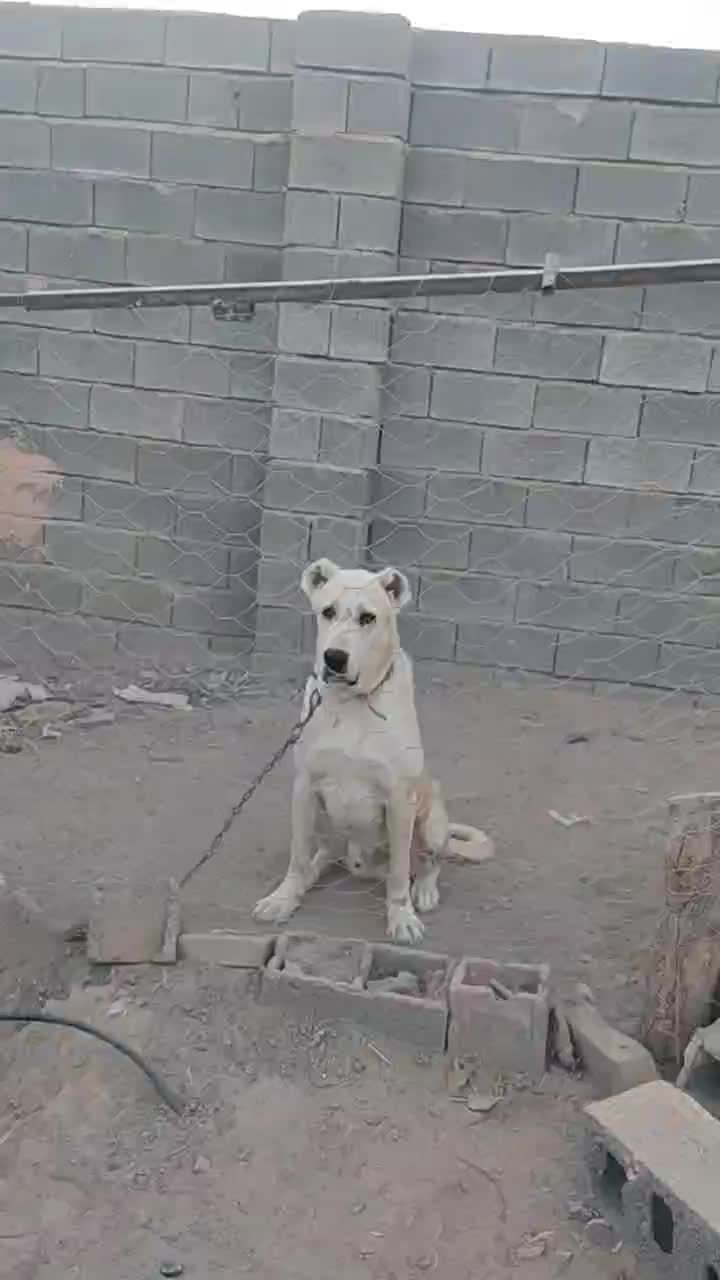 سگ،|سگ|سبزوار, قصبه غربی|دیوار