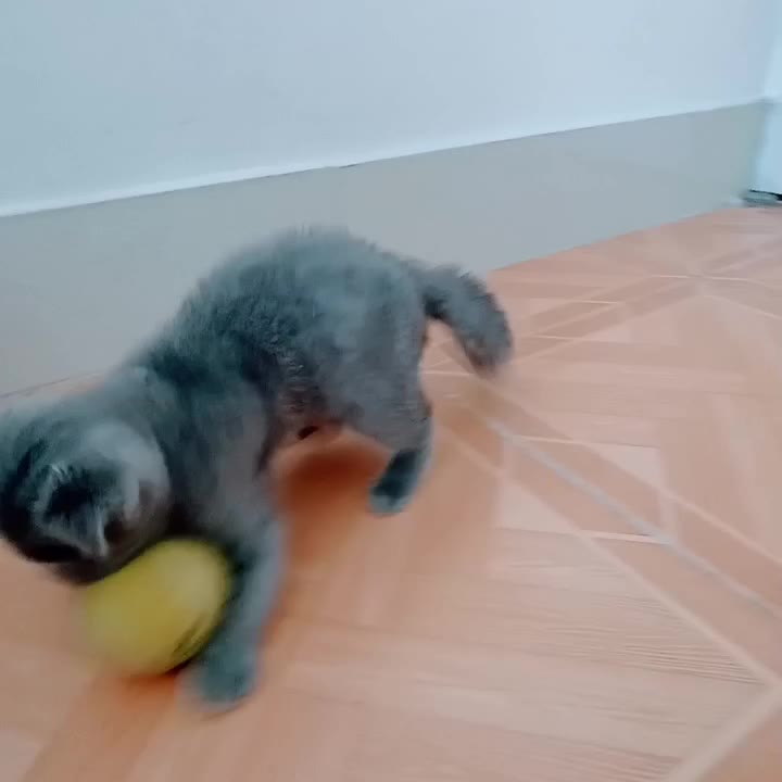 گربه اسکاتیش فولد|گربه|مشهد, ولیعصر (شهرک غرب)|دیوار