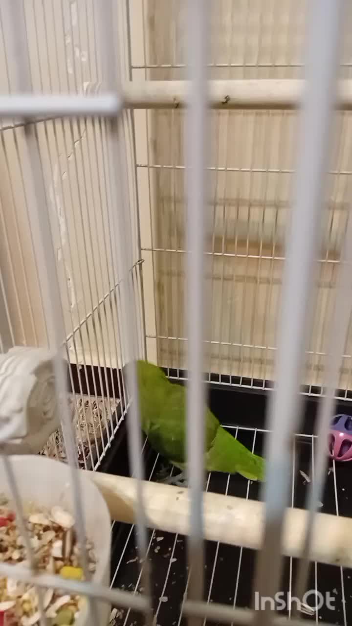 طوطی ملنگو|پرنده|اهواز, شهرک دانشگاه|دیوار