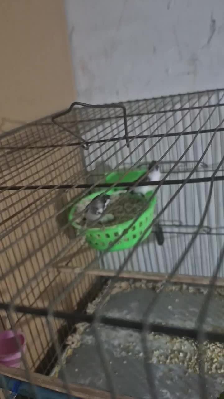 فنچ بنگالی جفت کاکلی|پرنده|تهران, بازار|دیوار