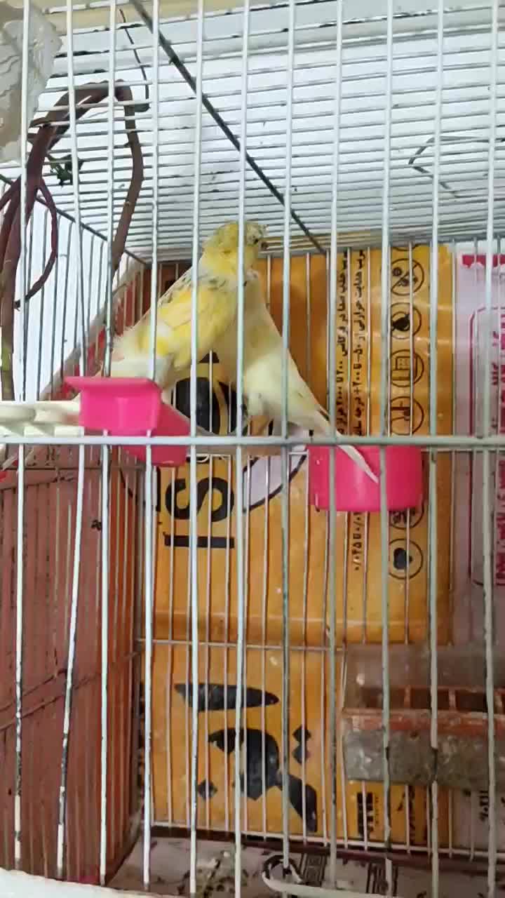 قناری نر|پرنده|مشهد, شهید قربانی|دیوار