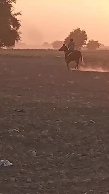 مادیون خالص|اسب و تجهیزات اسبسواری|خرمآباد, |دیوار