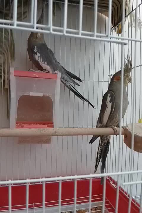 عروس هلندی جفت|پرنده|فولادشهر, C2|دیوار