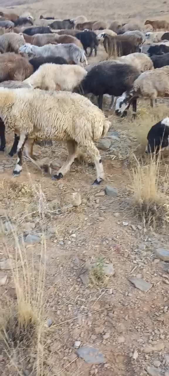 دوتا سگ گله ای|سگ|چادگان, |دیوار