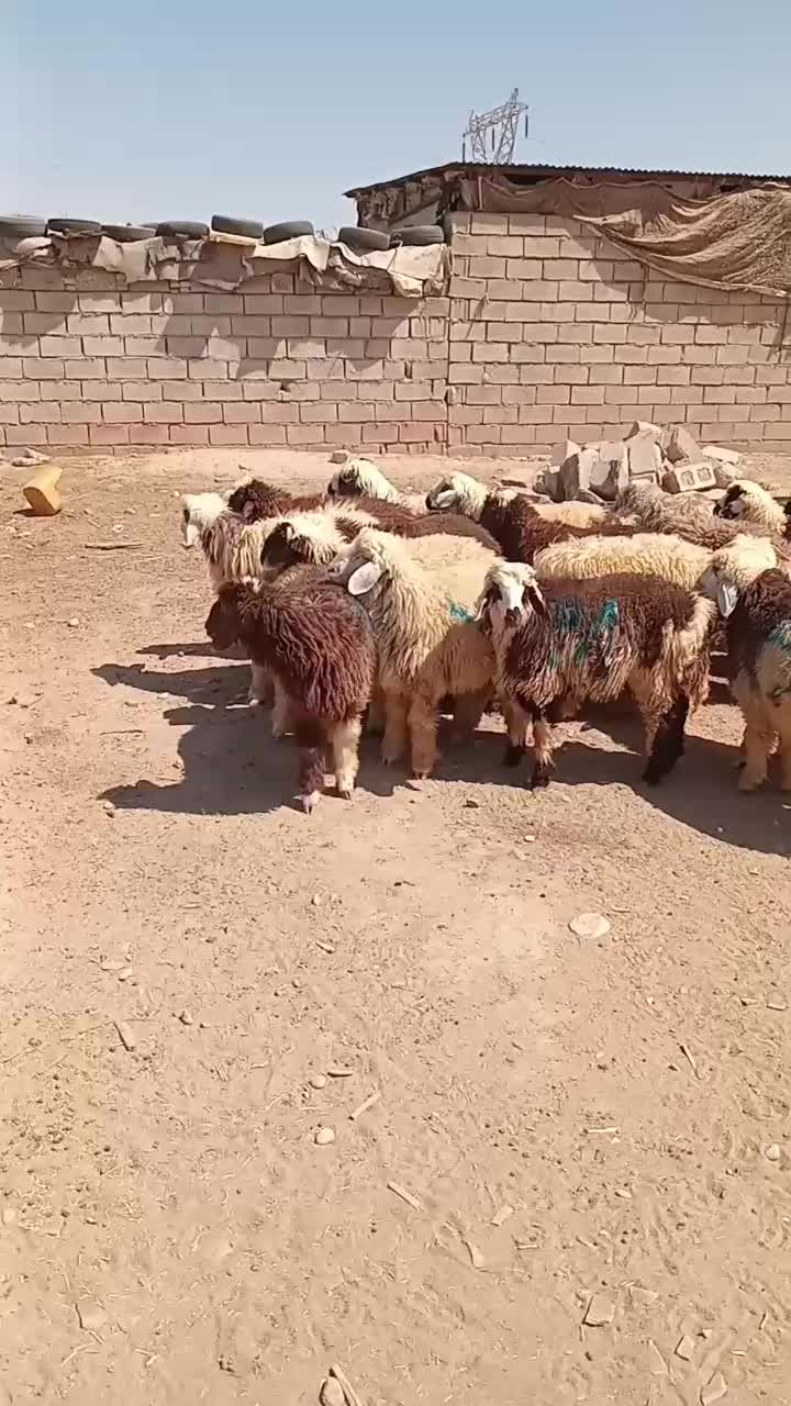 فروش بره و چپش کشتار و زنده همیشه هست|حیوانات مزرعه|اندیمشک, |دیوار