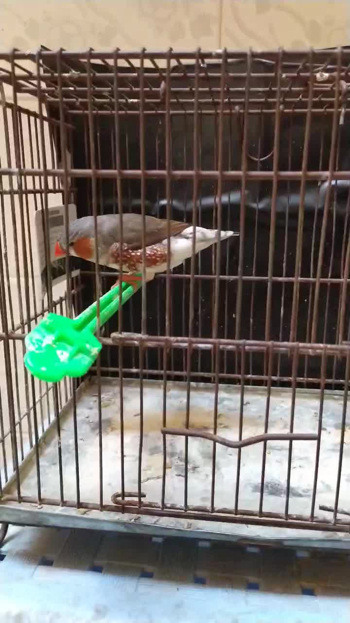 ماده جامبو لپ سفید|پرنده|اصفهان, باغ نگاره|دیوار