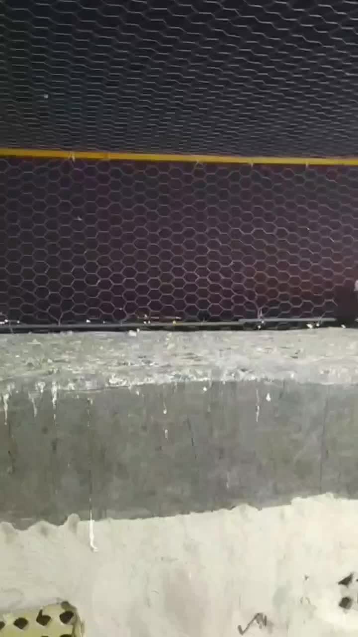 ی تیپ کبوتر20تایی رنگی زدوخوردی بیجا|پرنده|سبزوار, شهرک ابوذر|دیوار