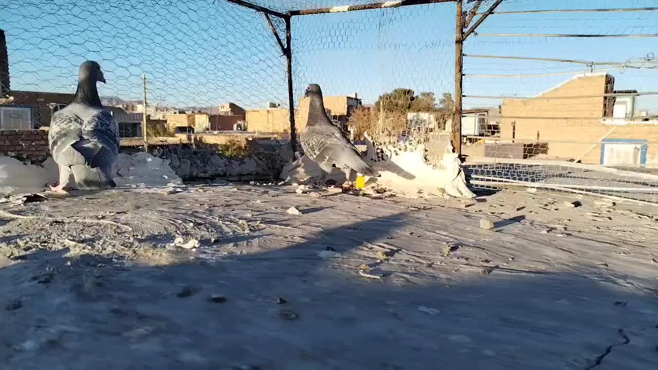 کفتر|پرنده|خوسف, |دیوار