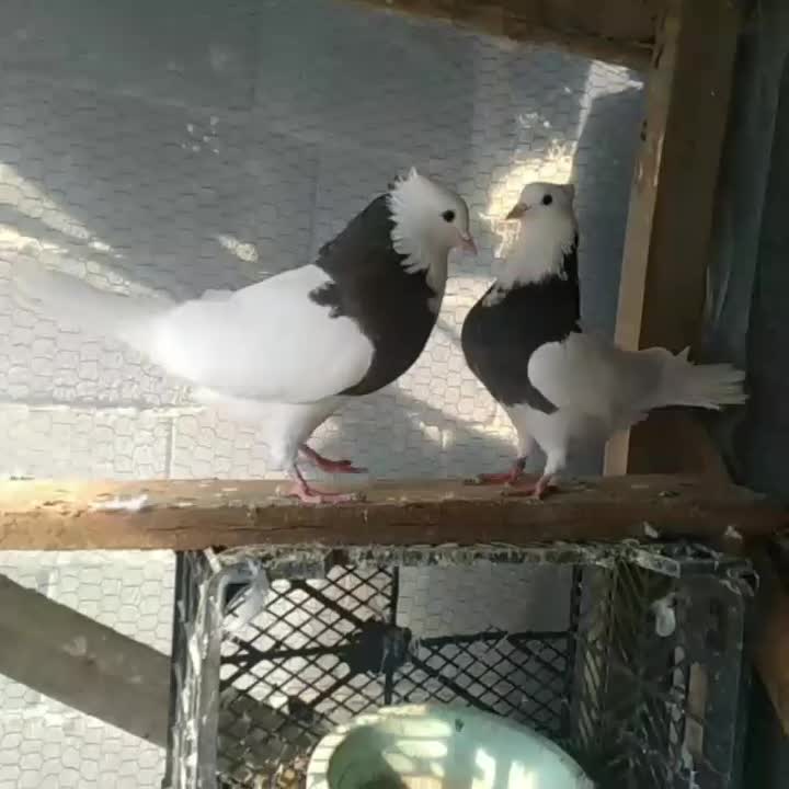 کبوتر تکپر و طوقی|پرنده|بندر ترکمن, |دیوار