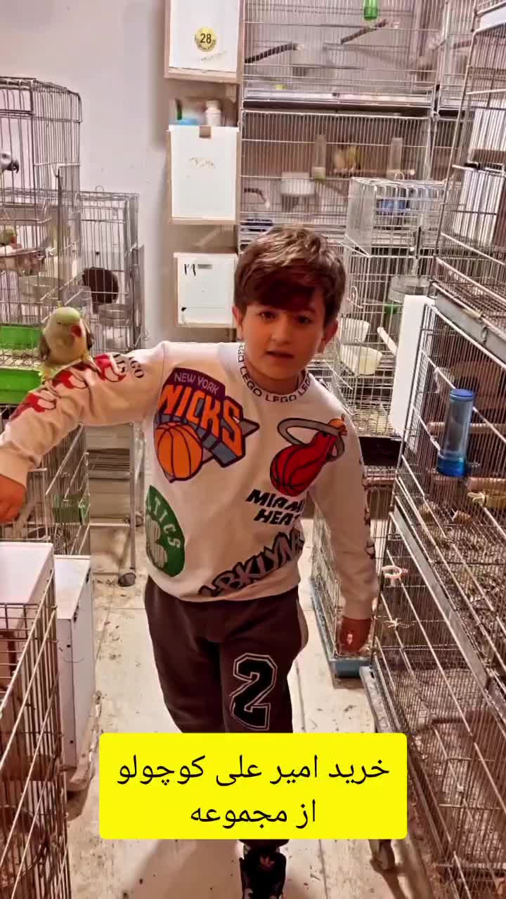 دنیای طوطی و عروس هلندی رام و دستی|پرنده|ساوه, |دیوار