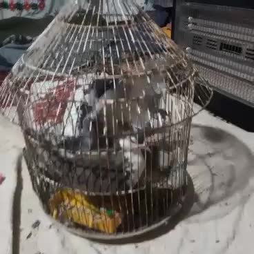 کبوتر|پرنده|رفسنجان, |دیوار