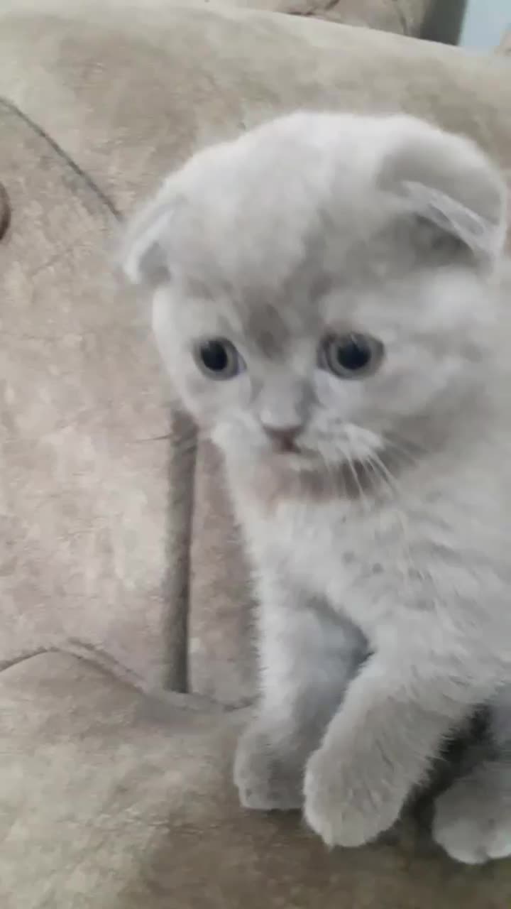 اسکاتیش لیلاک .. واگذاری غیر رایگان|گربه|گرگان, |دیوار