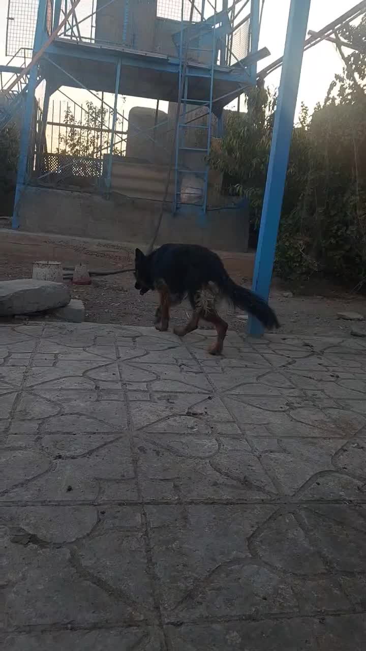 معاوضه ژرمن ماده|سگ|صباشهر, |دیوار