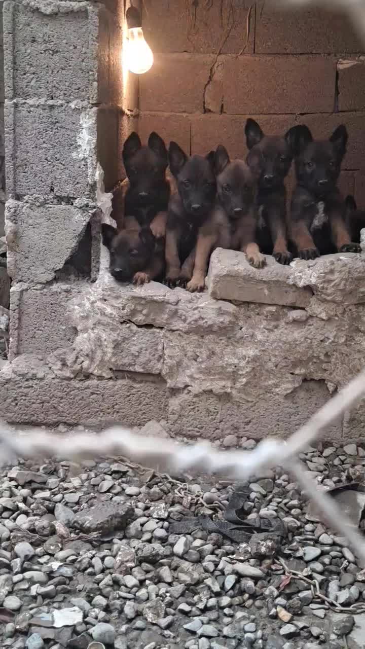 توله های مالینویز دو ماهه سگ گارد مخصوص نگهبانی|سگ|سنگر, |دیوار