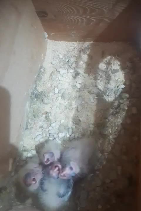 عروس|پرنده|رشت, شهرک صبا|دیوار