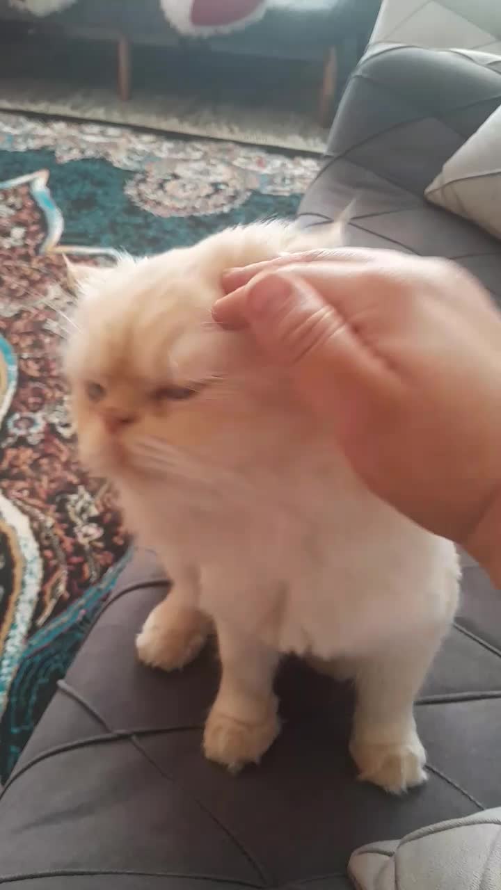 گربه پرشین چشم ابی|گربه|مشهد, ویلاشهر|دیوار