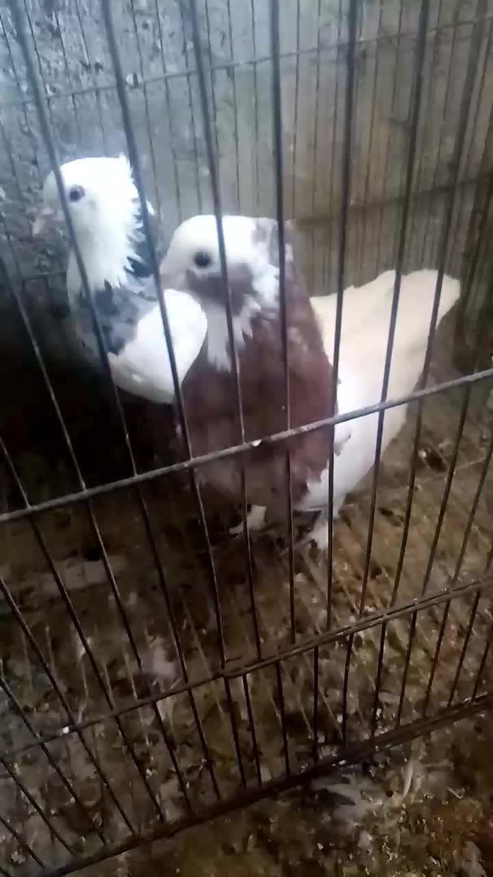 چهار جفت توقی ی جفت کله سیاه پاک کوار|پرنده|طسوج, |دیوار