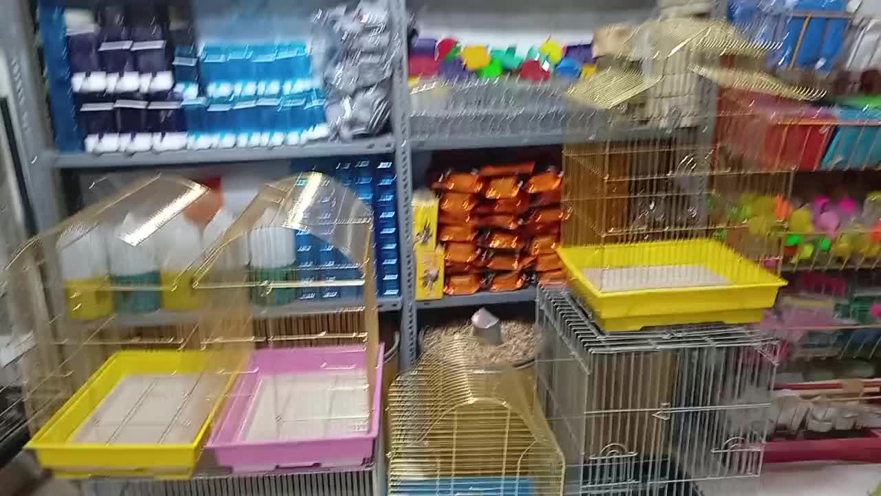 عروس هلندی قناری و..|پرنده|خرم‌آباد, |دیوار