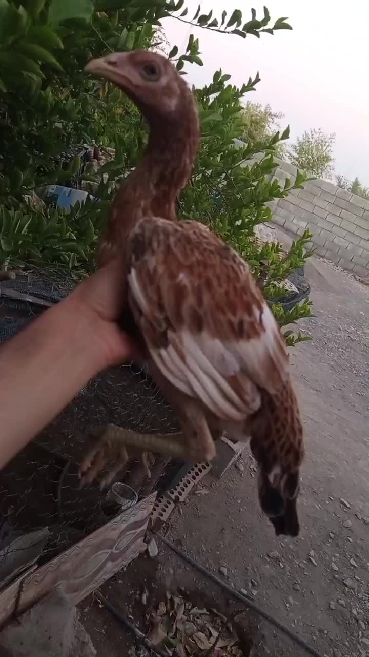 یک عدد تیشت نسل دار فروشی|حیوانات مزرعه|توکهور, |دیوار