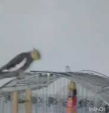 عروس هلندی|پرنده|وحیدیه, |دیوار