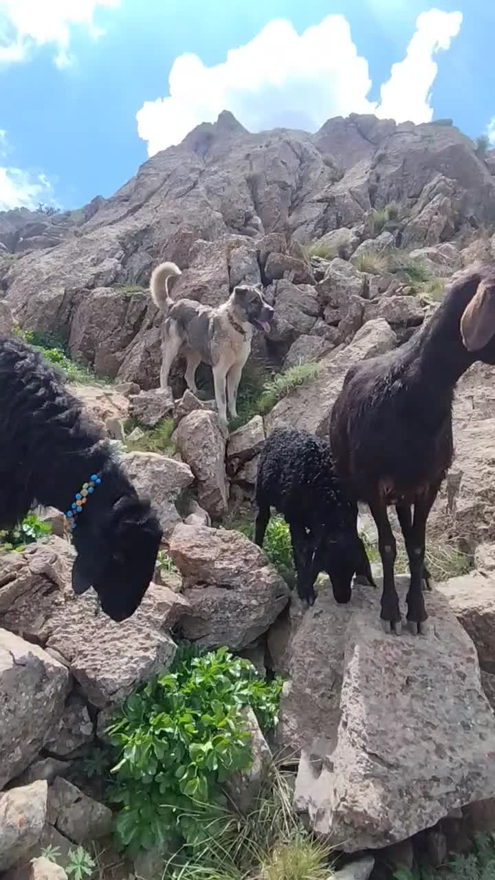 پژدر|سگ|سقز, |دیوار
