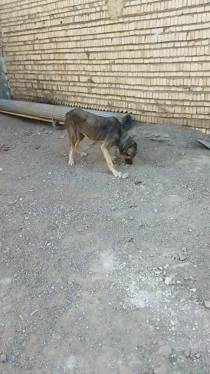 دو عدد ماده عراقی نسل سفید بستان آباد درجه یک|سگ|تبریز, |دیوار