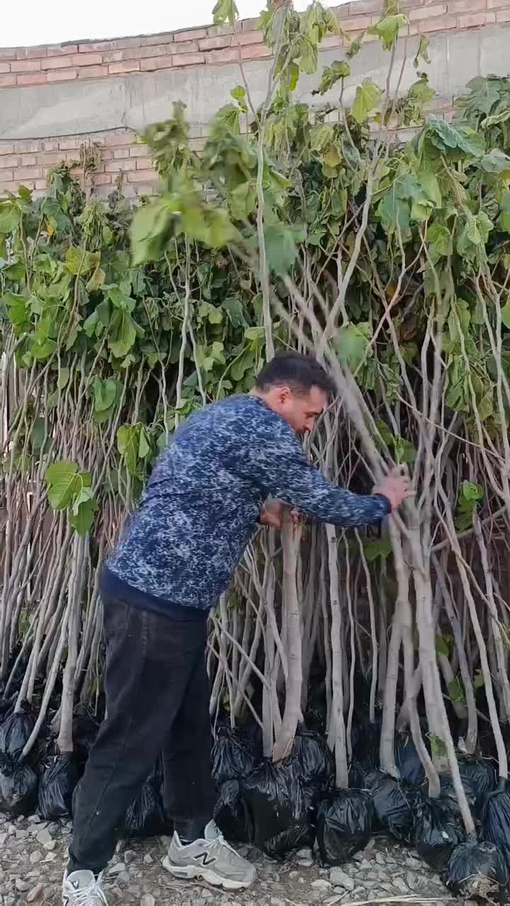 نهال های انجیر سیاه زرد سفید همه رقم ارسال رایگان|خدمات باغبانی و درختکاری|کرمانشاه, |دیوار