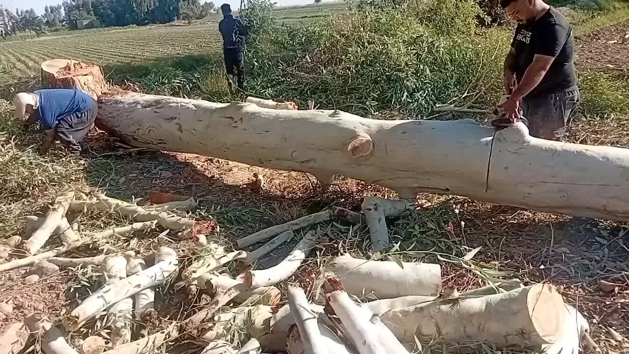 چوب درخت ابریشم اکالیپتوس کنار مرکبات|خدمات باغبانی و درختکاری|دزفول, |دیوار