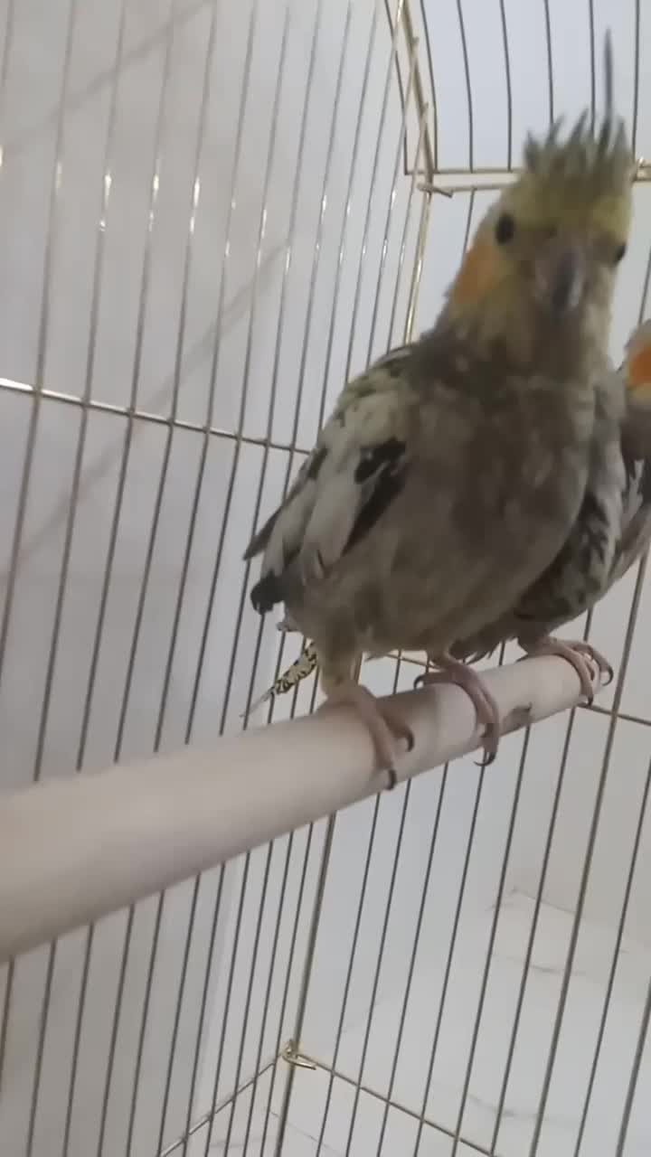 عروس هلندی|پرنده|بجنورد, |دیوار