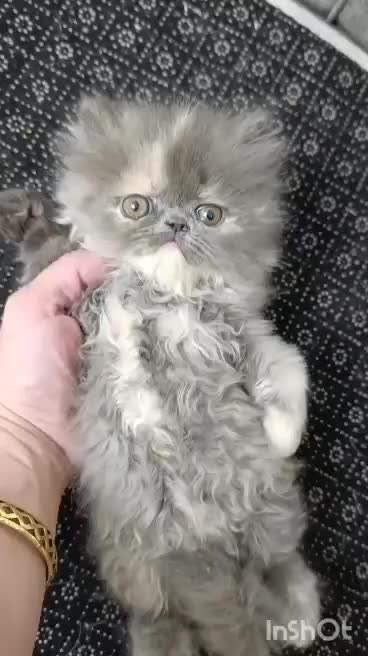 پرشین ماده بلو|گربه|تهران, دانشگاه شریف|دیوار