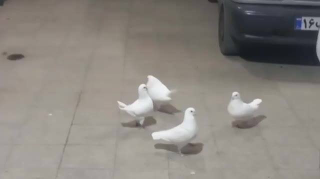 کبوتر کینگ شاهی|پرنده|مهریز, |دیوار