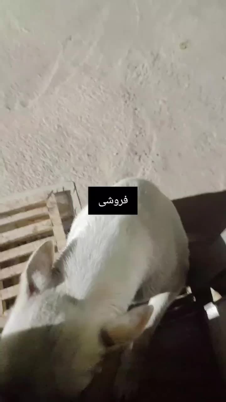 به علت جابه‌جایی|سگ|بجنورد, |دیوار