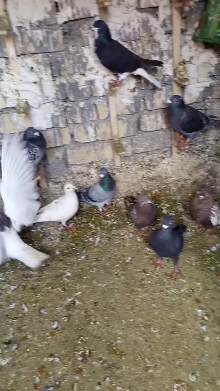 کبوتر|پرنده|شیراز, کوشک میدان|دیوار