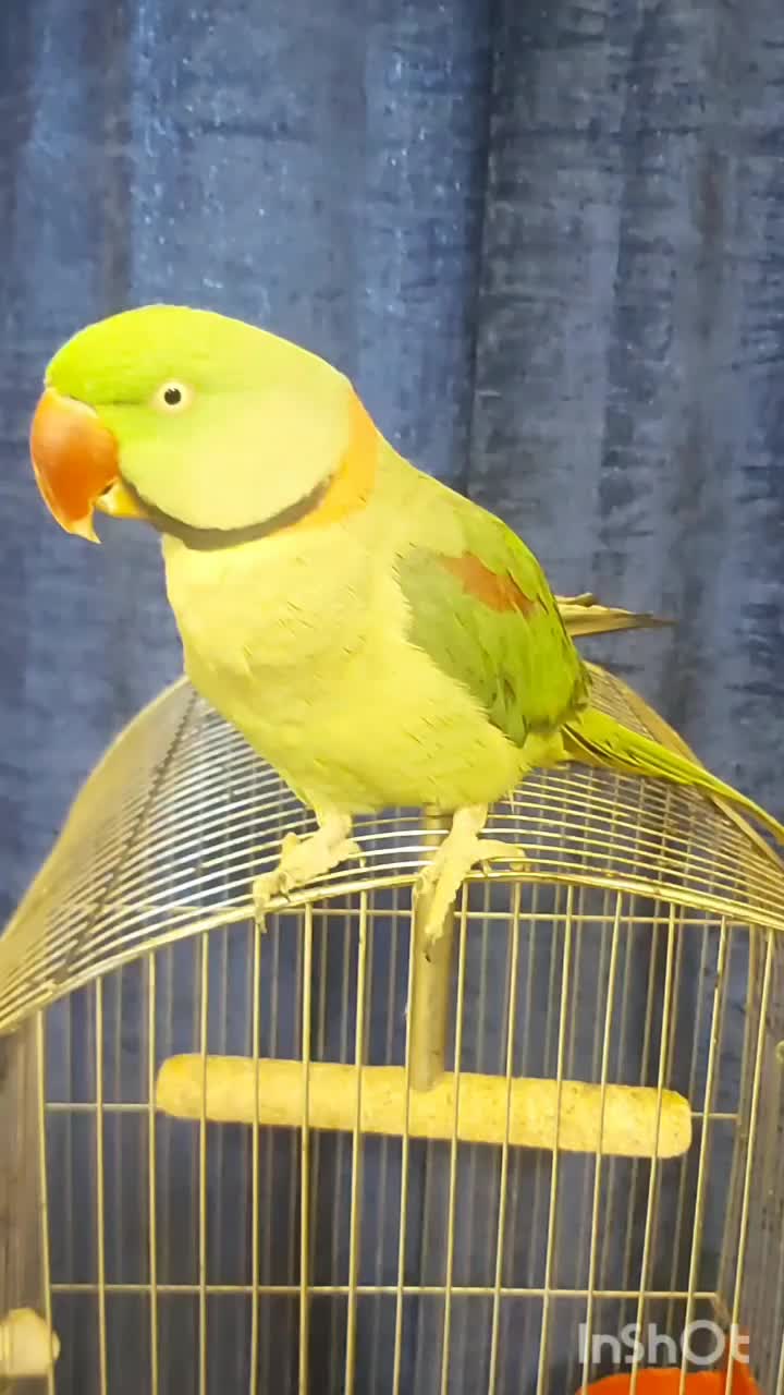 رفع استرس وتنهایی باشاه طوطی زیبا|پرنده|اهواز, پادادشهر|دیوار