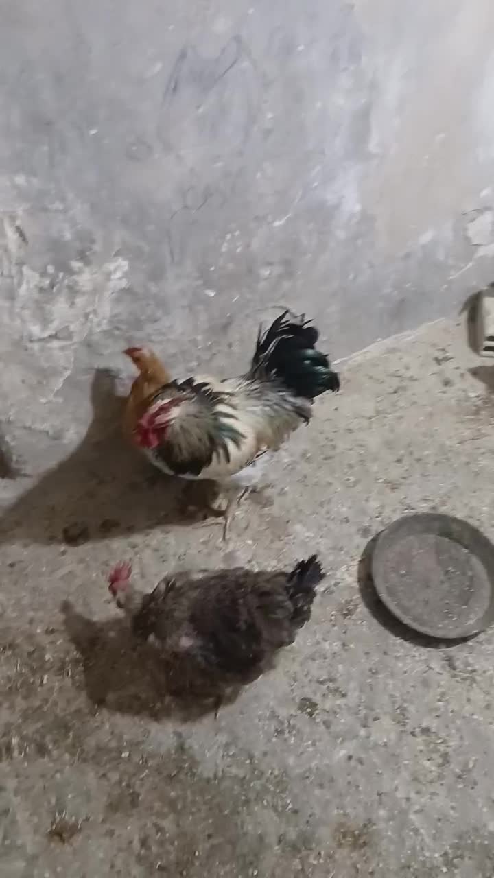 مرغ و خروس|حیوانات مزرعه|محمدشهر, محمدشهر|دیوار