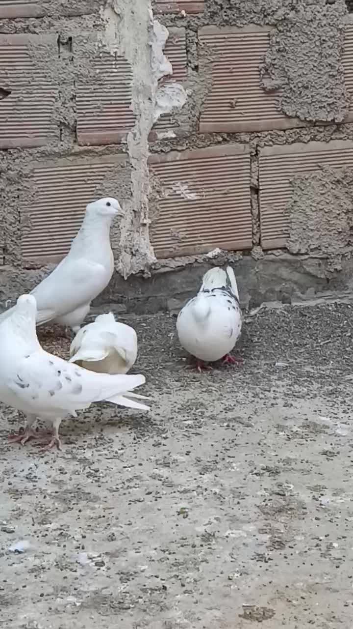 کفتر سفید کاکولی مهر خالپیس  کاکولی|پرنده|گرگان, |دیوار