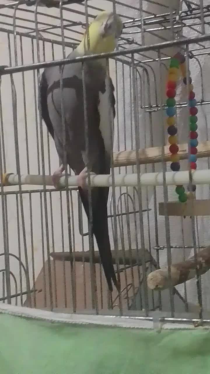 عروس هلندی آوازه خوان با رقص بازیگوش مولدکار داده|پرنده|نسیمشهر, |دیوار