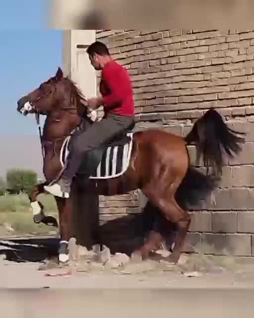 مادیان ترکی سواری دار شکم طلا|اسب و تجهیزات اسبسواری|مرند, |دیوار