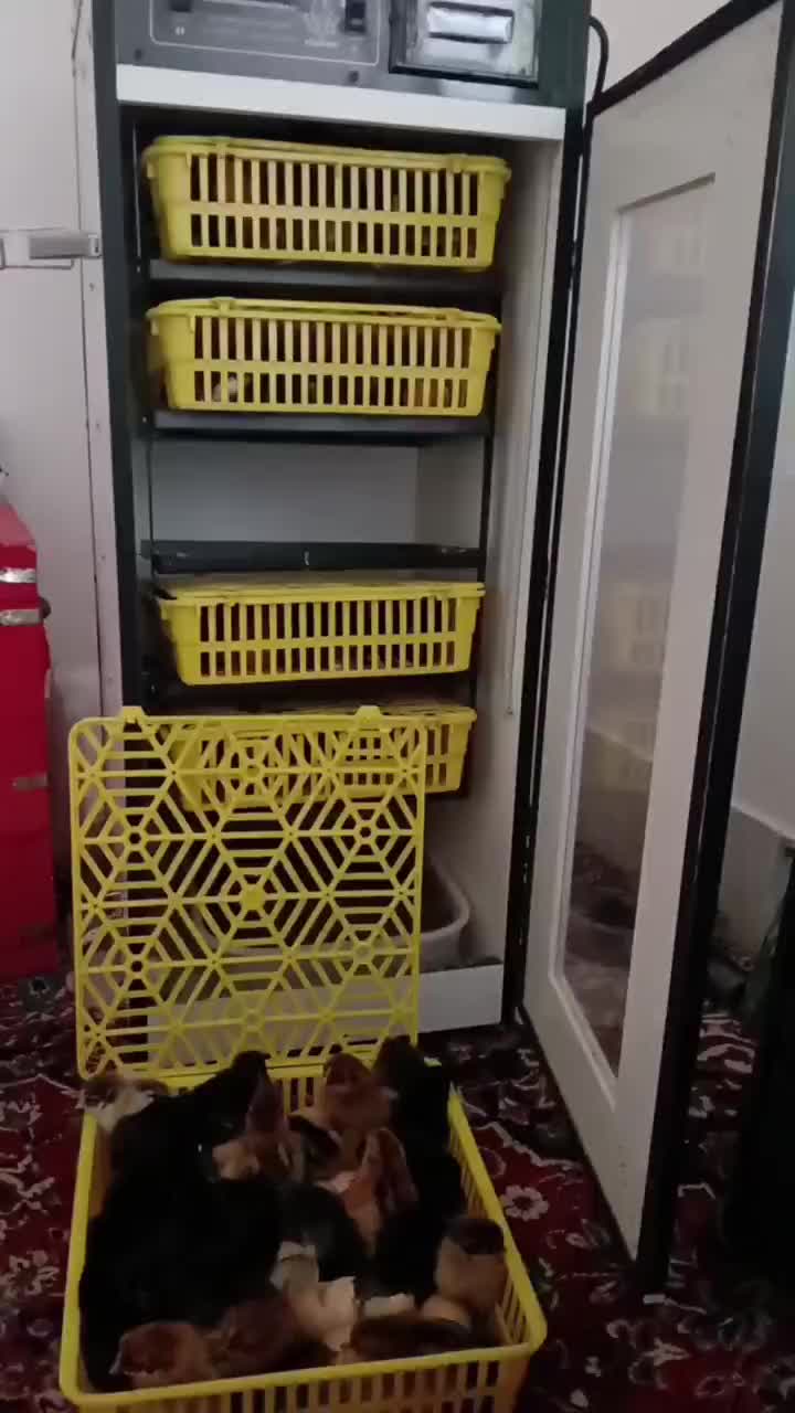 دستگاه جوجه کشی *سیســتم خطــا یاب. با کارکرد ساده|لوازم جانبی حیوانات|بافت, |دیوار