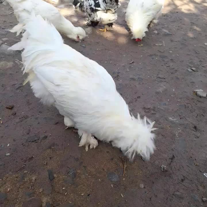 مرغ وخروس سلطان|حیوانات مزرعه|مرند, |دیوار