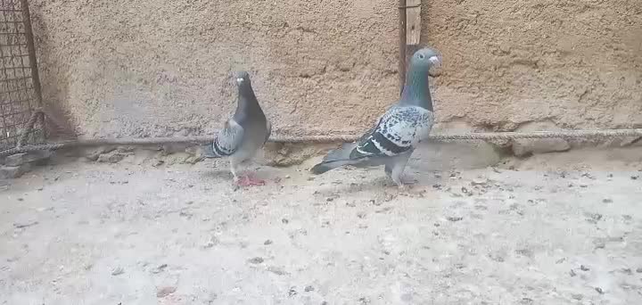 دوعددنرهوایی|پرنده|بوشکان, |دیوار