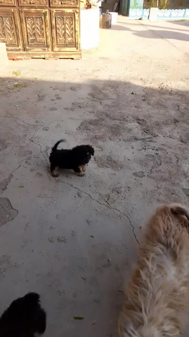 شیتزو با نمک لاری|سگ|گرمسار, |دیوار