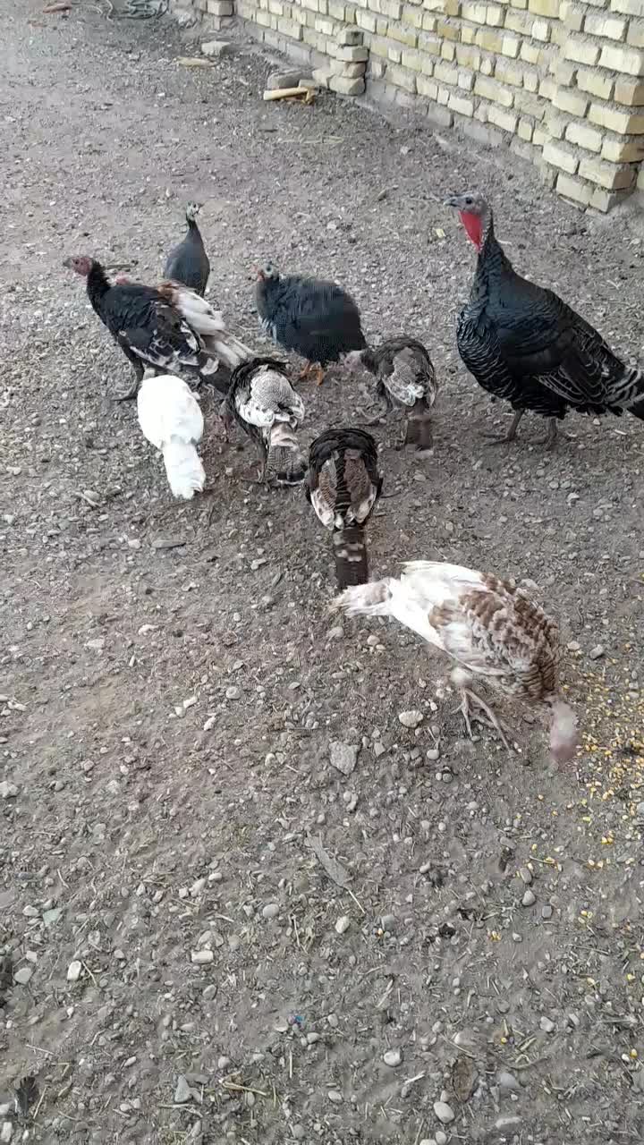 بوقلمون محلی|حیوانات مزرعه|الوند, |دیوار