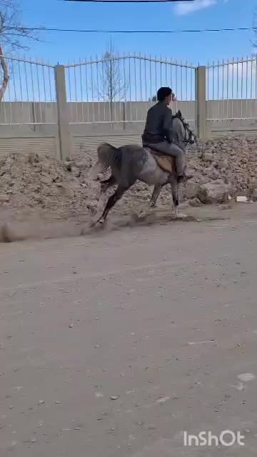اسب|اسب و تجهیزات اسب‌سواری|بزینه رود, |دیوار