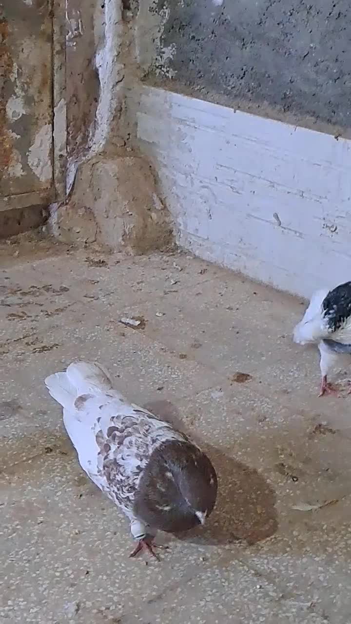 کفتر هفترنگ وکله|پرنده|فردوس (خراسان), |دیوار