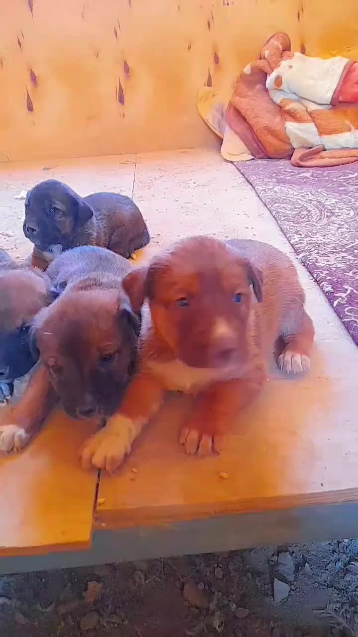 توله‌سگ‌های ژرمن سرابی سالم و باهوش|سگ|یزد, |دیوار