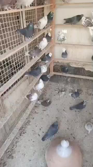 کبوتر|پرنده|کوهدشت, |دیوار