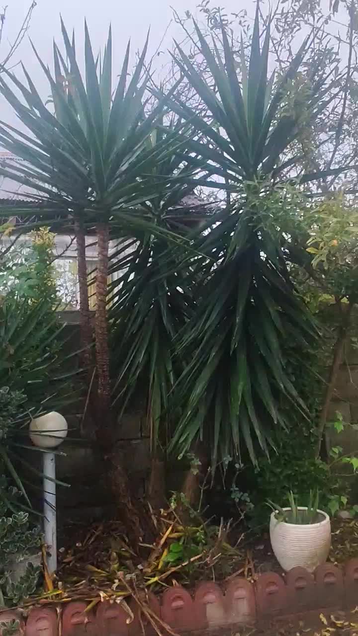 گل یوکا|گل و گیاه طبیعی|سیاهکل, |دیوار