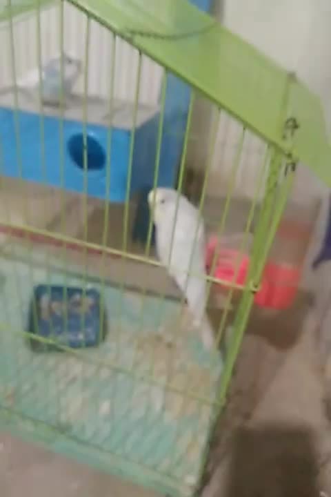 مرغ عشق|پرنده|بجنورد, |دیوار