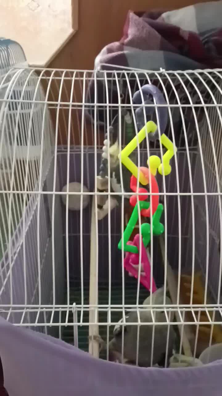 عروس هلندی نیمه اهلی|پرنده|تبریز, |دیوار